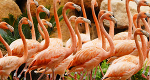  Shenzhen Safari Park